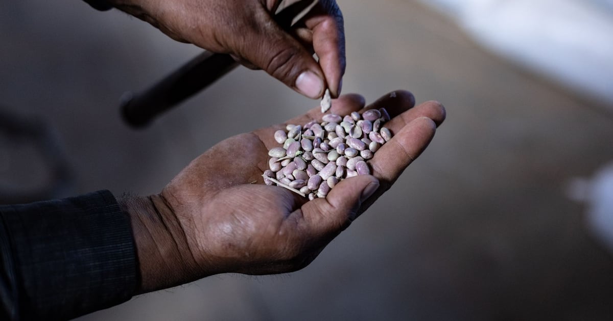 Cada vez que comemos, participamos en una cadena que conecta Himalayas, llanuras mexicanas, mercados globales y decisiones corporativas, escribe Nelly Ramirez Moncada.