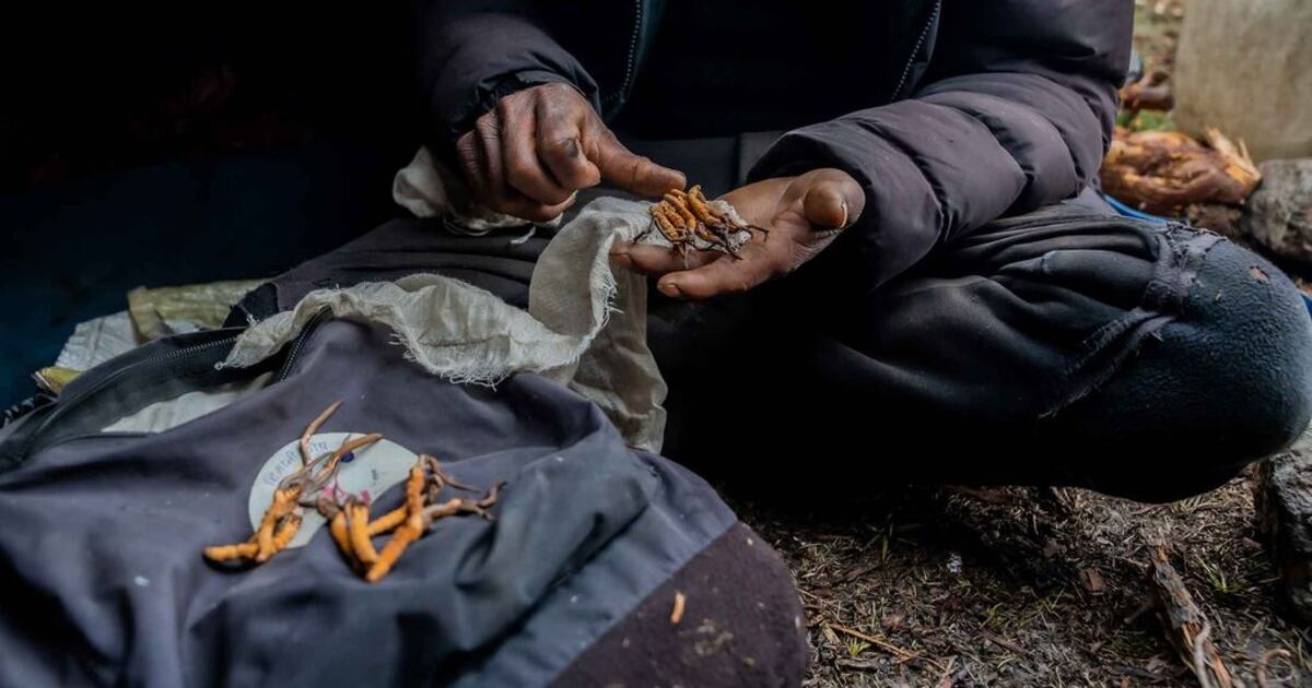 Familias ganan miles de dólares por su recolección de hongos en Nepal.