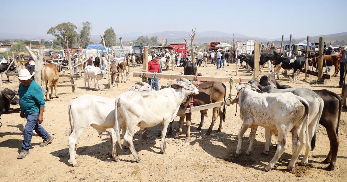 Las restricciones de envio de ganado mexicano a EU 'le pegan' al sector ganadero.