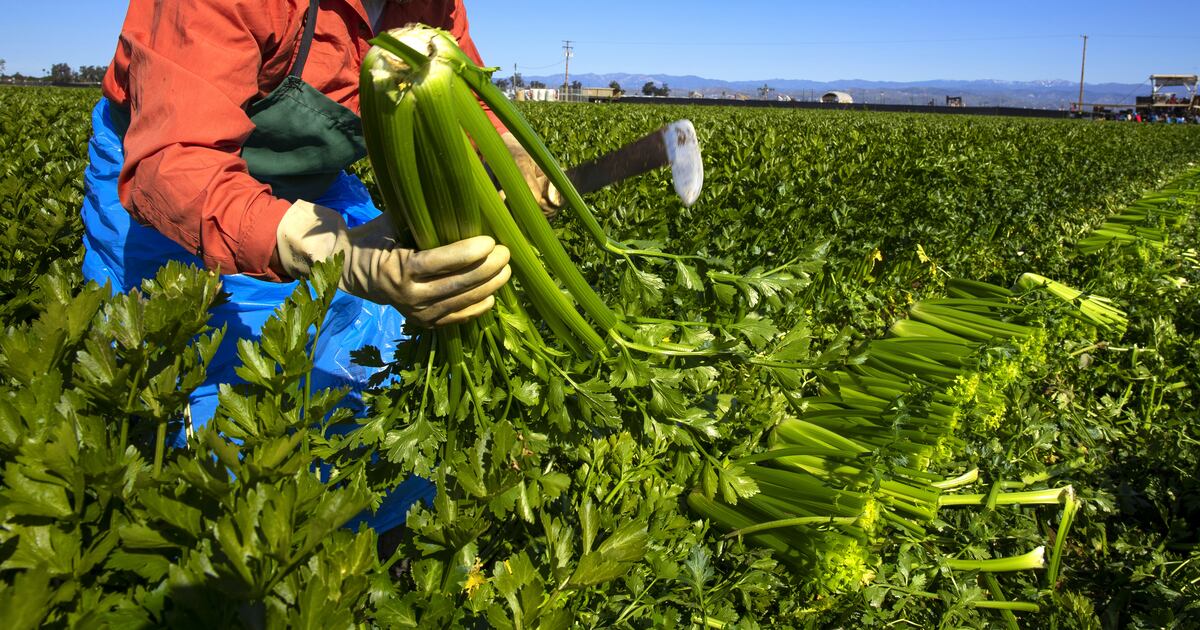 Migrantes centroamericanos que trabajan en la agricultura o construcción en EU, comienzan a enviar sus ahorros a sus países de origen, por miedo a las deportaciones.