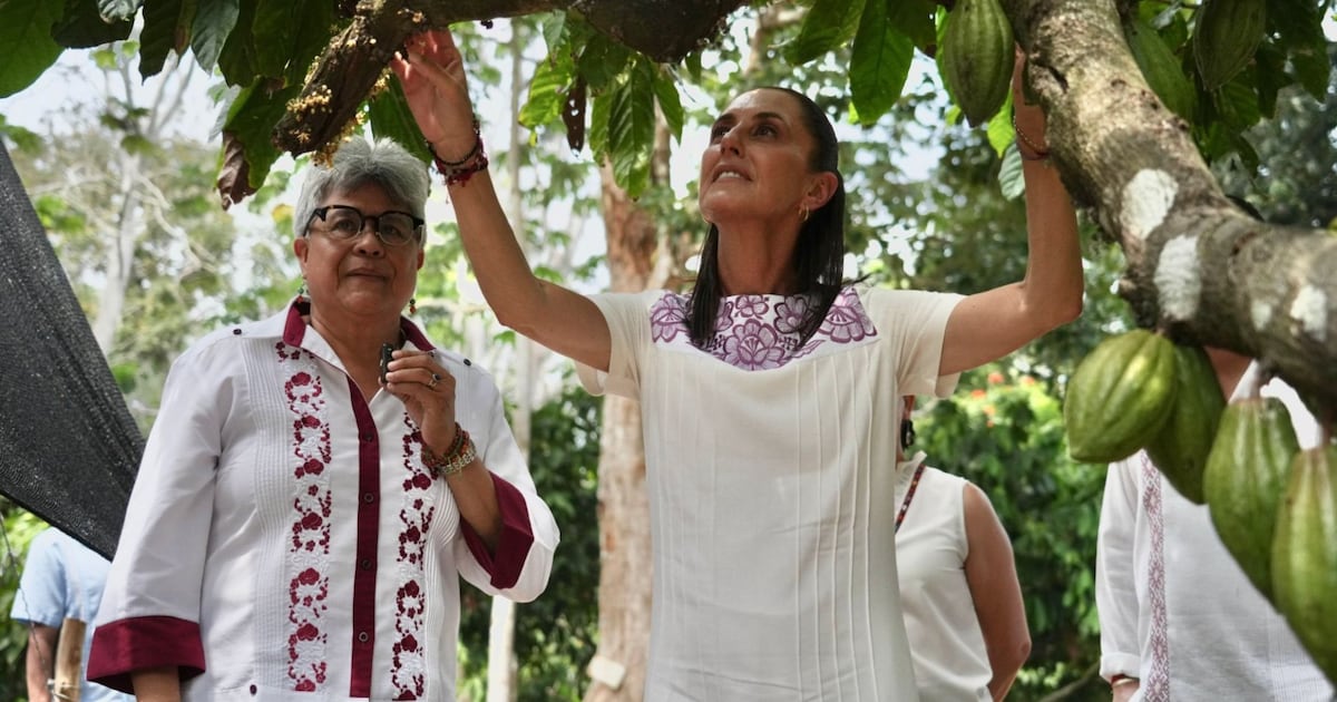 Chocolate del Bienestar: Sheinbaum anuncia planta en Tabasco y 100 módulos para procesar cacao. (Cuartoscuro/Archivo)