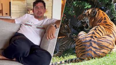 Los ‘tesoros’ de ‘El Fresa’: Encuentran tigre de bengala y otras excentricidades en su casa
