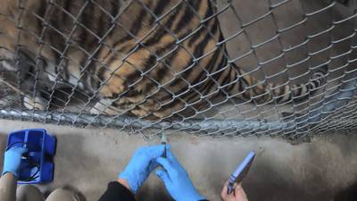 Vacunan contra COVID a animales en un zoológico de California