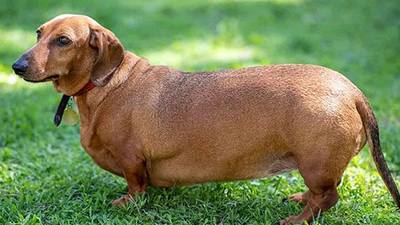 Cuida la dieta de tu ‘lomito’: Así acorta la obesidad la vida de los perros