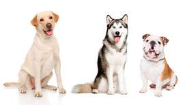 Qué can…ijos: Estas son las razas de perros más robadas