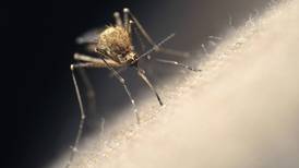 Confirman caso de malaria en Laredo, piden reforzar medidas preventivas