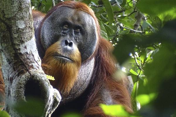 Dr. muy mono: Rakus, el orangután que usó planta medicinal para curarse una herida