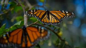 Mariposas monarcas ‘huyen’ de Michoacán por calor y contaminación