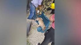 ‘Estamos bebiendo tranquilos’: Rescatan a un puma del interior de una cervecería en Hidalgo