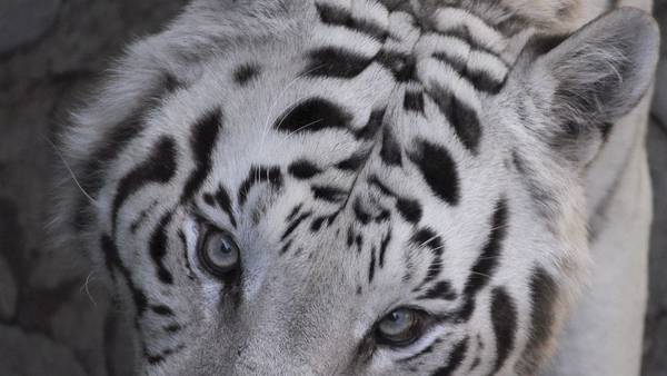 Hallan y matan tigre blanco en Querétaro; podría ser el que buscaban en Guanajuato