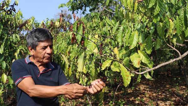 Sequía ‘marchita’ los cultivos de café en Chiapas: El 90% de la siembra está en riesgo