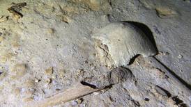 Tren Maya: Encuentran esqueleto prehistórico de 8 mil años en un cenote cercano a la ruta