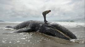 Autoridades de EU se quedan sin capacidad para decenas de ballenas muertas