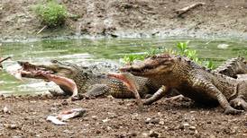 Campeche estrena nuevo parque ecológico con cocodrilos 