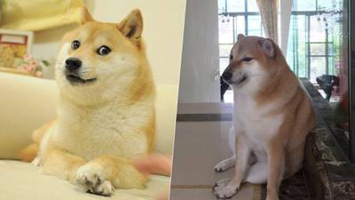 Cheems vs. Doge: ¿Cuál es el famoso perro que aparece en Twitter?