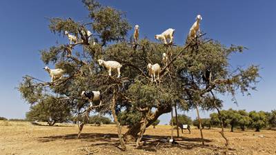 Cabras trepadoras de árboles: así es como ayudan al medio ambiente por estar a 10 metros de altura