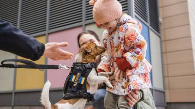 Guerra en Ucrania: Él es Patron, el perro condecorado por desactivar 262 bombas rusas