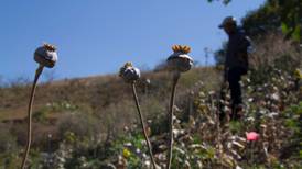 Cultivo de amapola en México aumentó 21% entre 2015 y 2017, señala reporte