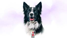Matan a ‘héroe’ del 19-S: Athos, el perro rescatista de la Cruz Roja