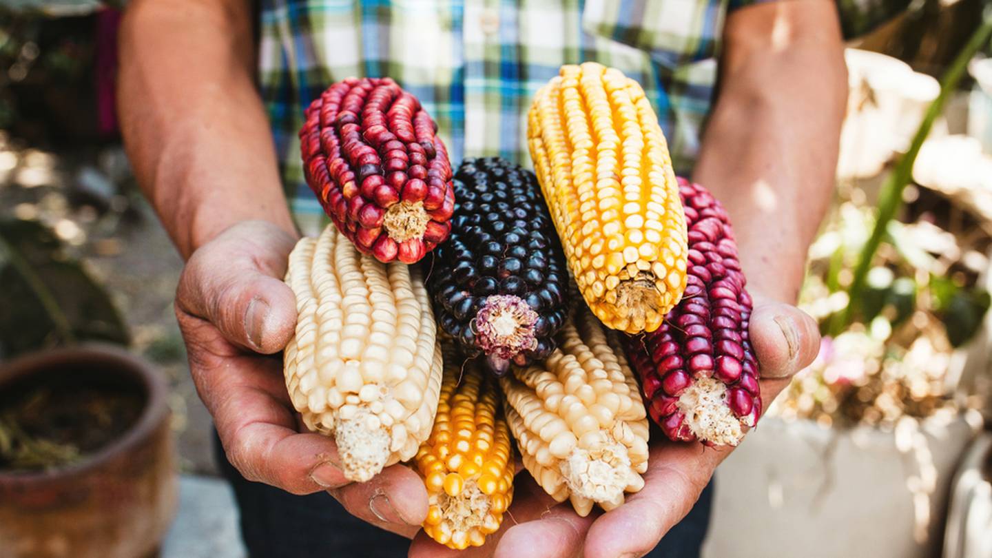Milpa e historia: datos que no conocías acerca del maíz – El Financiero