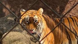 ¿Por qué México envió más de 200 tigres a la India? Esta es la razón
