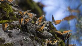 ¡Escápate! Santuarios de la Mariposa Monarca en Michoacán abren el 27 de noviembre 