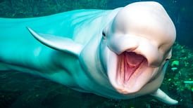 ‘Milagro en el ártico’: rescatan cantos de belugas