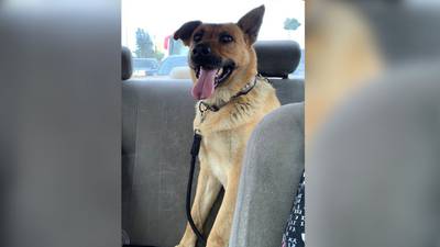 ‘Fiscal’, perro hallado en narcotúnel de Tijuana, es adoptado por la organización Rescue Me