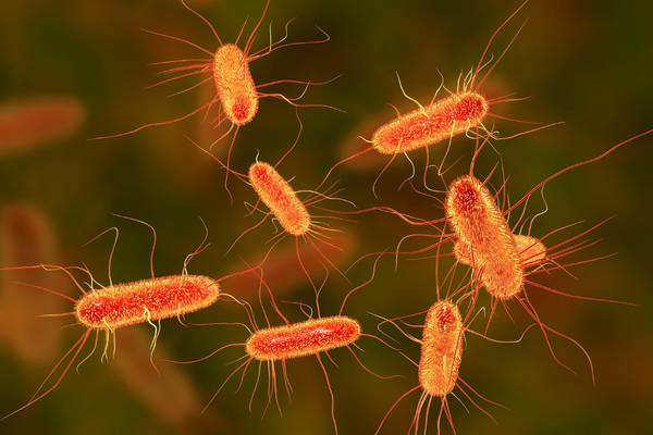 Gramnegativas, las ‘super bacterias’ que ningún antibiótico puede atacar