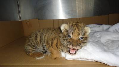 ‘Me pareció ver un lindo gatito’: Rescatan a tigre cachorro en Guanajuato