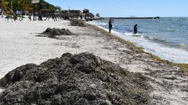 Sargazo: Ahora arriba a las costas de Campeche, la zona más afectada es Playa Bonita