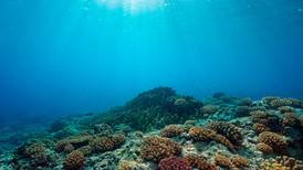Greenpeace ‘alerta’ sobre especies y arrecifes en peligro por gasoducto en el Golfo de México