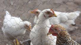 ¿'Peligra’ el huevo? Detectan influenza aviar en más de 312 mil aves en Yucatán