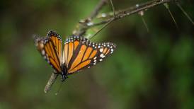 Mariposas Monarca ‘se retrasan’ más de 10 días en llegar a santuarios del Edomex y Michoacán