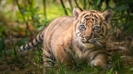 Esta tigrecilla de Sumatra aprende a cazar en un zoológico de Polonia