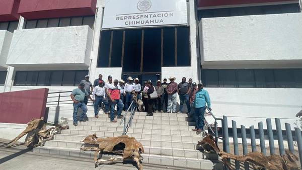 Ganaderos arrojan cadáveres de reses para exigir apoyos por sequía en Chihuahua