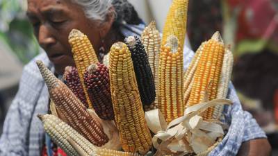 AMLO pide a campesinos sembrar maíz y frijol: La inflación se enfrenta con autoconsumo, afirma