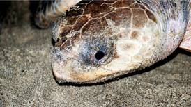 Casi 300 tortugas marinas murieron intoxicadas por marea roja en aguas de Oaxaca