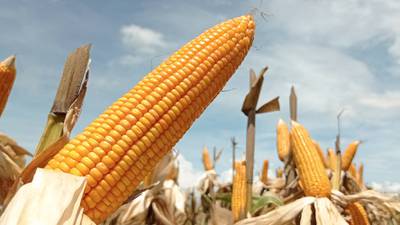 Economía explica que decreto del maíz se aplazaría hasta 2025 y no prohíbe el maíz follajero