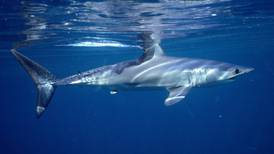 Población de tiburones cae 70% en apenas 50 años, según estudio