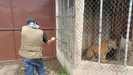 Tigre de bengala hallado con heridas de bala es trasladado a santuario en Sinaloa