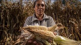Sequías y alta demanda en EU ‘pegan’ al precio internacional del maíz: aumenta 112%