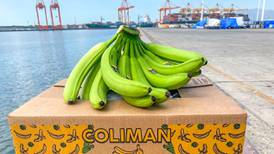 Plátano mexicano entrará por primera vez al mercado chino