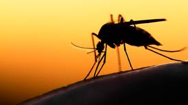 ¿A qué se debe la fuerza de la malaria? El parásito que la causa es capaz de esconderse en la sangre