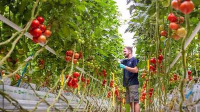 Verás más colores y sabores de tomate en el súper:  Bayer alista nuevos vegetales