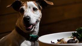 ¿Dónde comer con tu ‘perrhijo’? Restaurantes ‘pet friendly’ en la CDMX