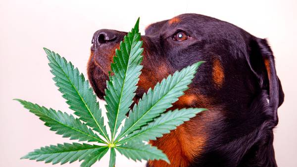 Intoxicación con marihuana en mascotas de EU y Canadá aumentó tras legalización del consumo