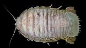 Científicos descubren cucaracha gigante en el mar profundo de Indonesia 