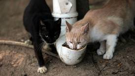 Y mientras tanto en 'Isla de los Gatos' en Brasil... la pandemia ha provocado una hambruna