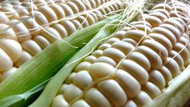 Arancel a exportación de maíz blanco: AMLO viola estos artículos del T-MEC con decreto